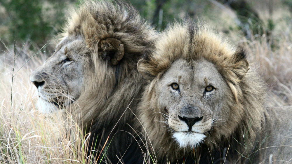 Kariega Private Game Reserve